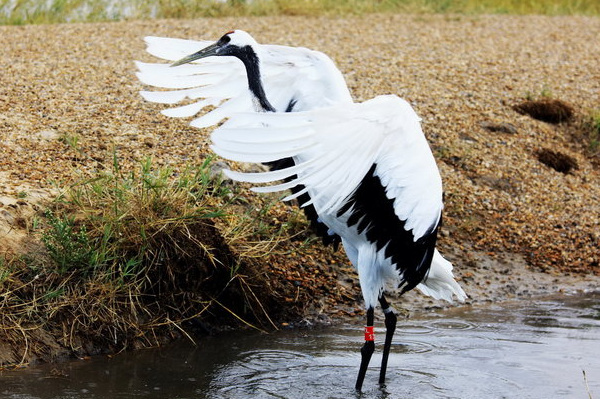 齐齐哈尔冶金厂订购循环水管道专用清洗剂800千克